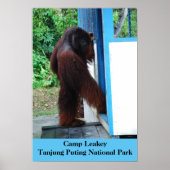 Camp Leakey Tanjung Putting National Park Borneo ポスター (正面)