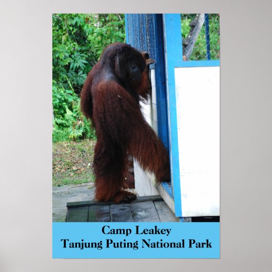 Camp Leakey Tanjung Putting National Park Borneo ポスター (正面)