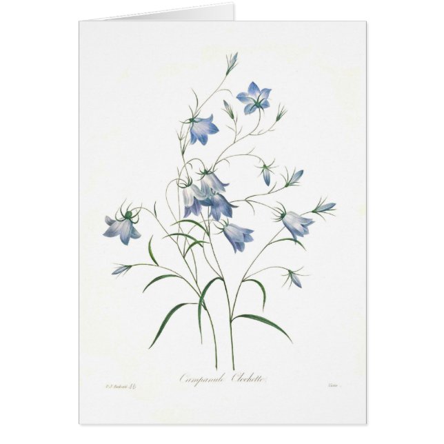 Campanulaのclochette (正面)