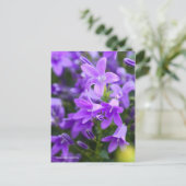 Campanula Alpenblue [Postcard] ポストカード (スタンド正面)
