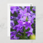 Campanula Alpenblue [Postcard] ポストカード (正面/裏面)