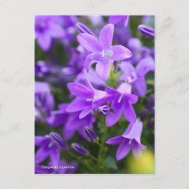 Campanula Alpenblue [Postcard] ポストカード