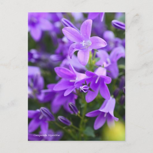Campanula Alpenblue [Postcard] ポストカード (正面)
