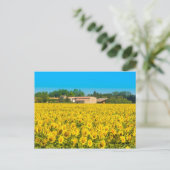 Campi Di Girasole. ポストカード (スタンド正面)