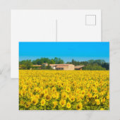 Campi Di Girasole. ポストカード (正面/裏面)