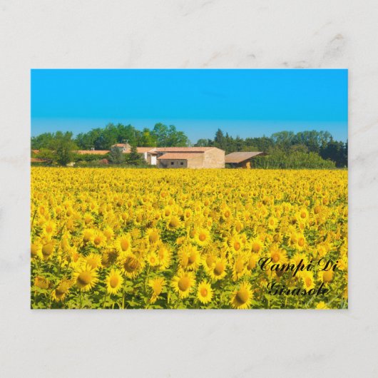 Campi Di Girasole. ポストカード (正面)