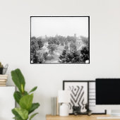 Campus, Amherst College, Mass. c1905 ポスター (ホームオフィス)