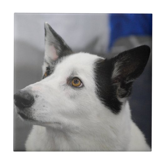Canaan犬のタイル タイル (正面)