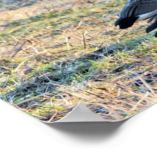 Canada Geeseの写真 ポスター (角)