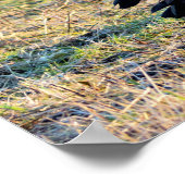 Canada Geeseの写真 ポスター (角)