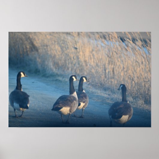 Canada Geese at the Refugeing Poster ポスター (正面)