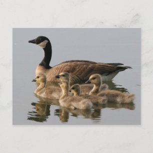 Canada Gooseと彼女のブロッド写真はがき ポストカード