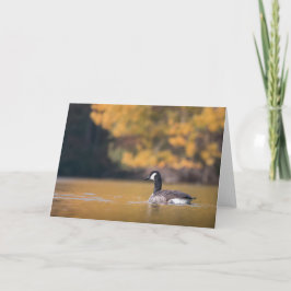 Canada Gooseの自然写真 カード