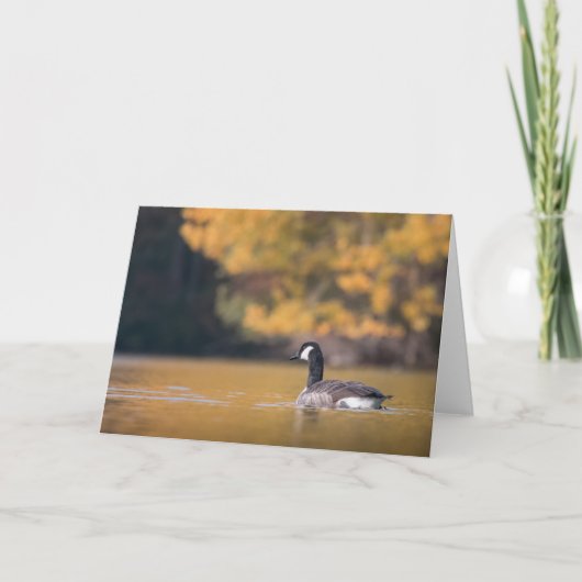 Canada Gooseの自然写真 カード (正面)