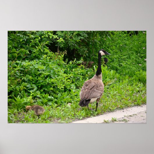Canada Goose and Gosling Poster ポスター (正面)