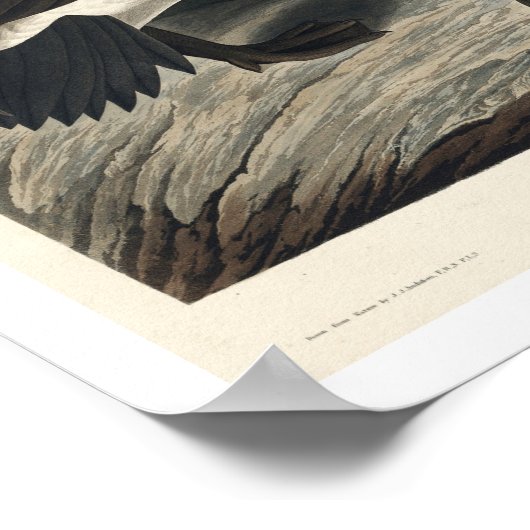 Canada Goose by Audubonポスター ポスター (角)