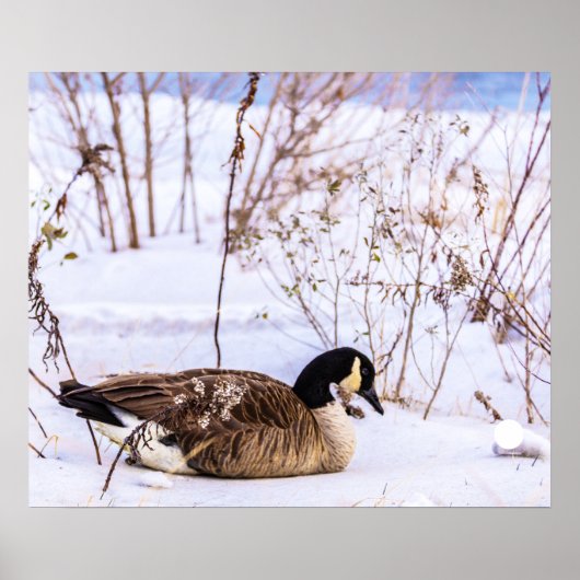 Canada Goose in Snow Poster ポスター (正面)