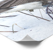 Canada Goose in Snow Poster ポスター (角)