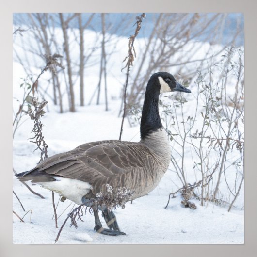 Canada Goose in Snow Poster ポスター (正面)