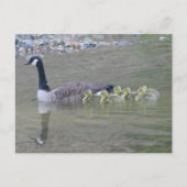 Canada Goose Mom Babies Nature Photo  ポストカード (正面)