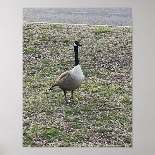 Canada Goose Photo Poster ポスター (正面)