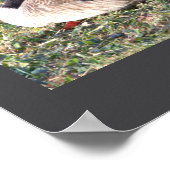 Canada Goose Photo Poster ポスター (角)