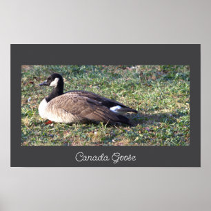 Canada Goose Photo Poster ポスター