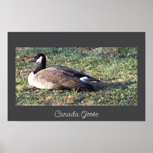 Canada Goose Photo Poster ポスター (正面)