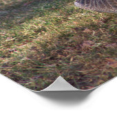 Canada Goose Photo Poster ポスター (角)