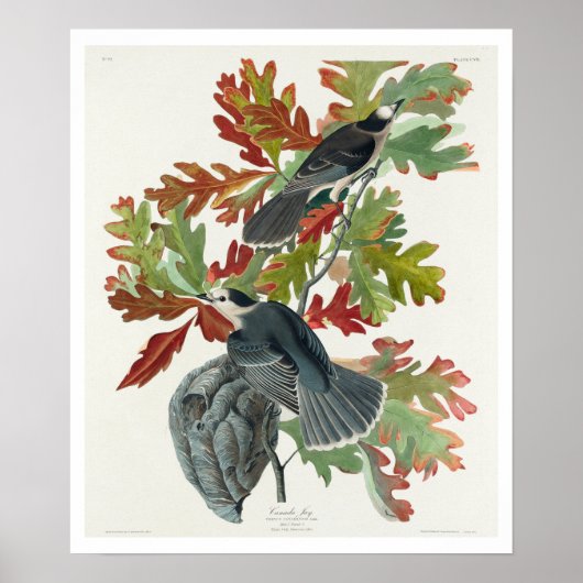 Canada Jay by Audubon Poster ポスター (正面)