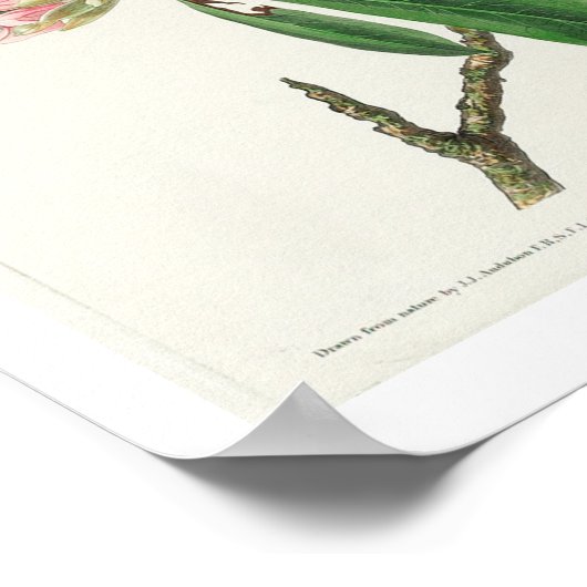 Canada Warbler by Audubon Poster ポスター (角)