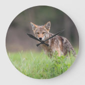 Canadian Coyote、動物写真 ラージ壁時計 (正面)