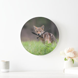 Canadian Coyote、動物写真 ラージ壁時計