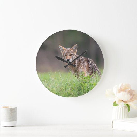 Canadian Coyote、動物写真 ラージ壁時計 (ホーム)