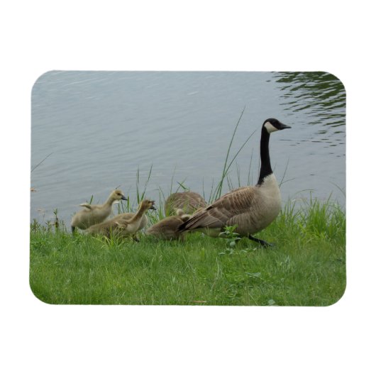 Canadian Geese Family Flexible Magnet マグネット (横)