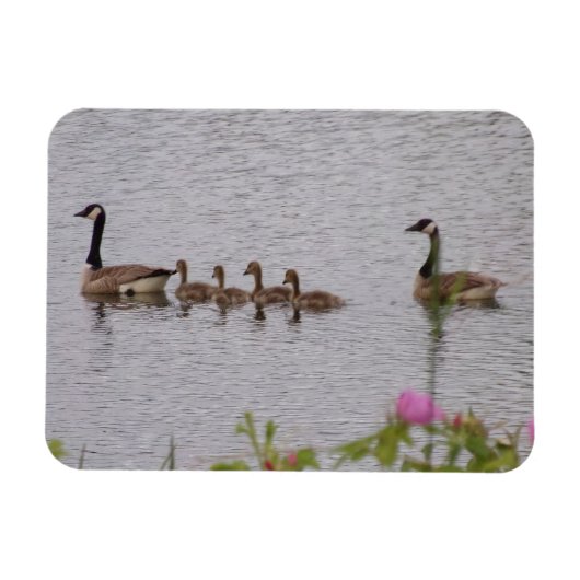 Canadian Geese Family n Flowers Flexible Magnet マグネット (横)