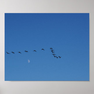 Canadian geese in flight ポスター
