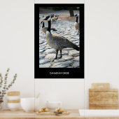 Canadian Geese Near The Lake Poster,Print ポスター (キッチン)