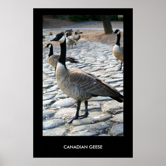 Canadian Geese Near The Lake Poster,Print ポスター (正面)
