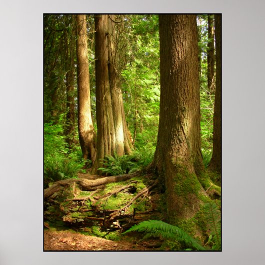 Canadian Landscape West Coast Forest Art Print ポスター (正面)
