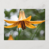 Canadian Lily Flower Photography Personalized ポストカード (正面)