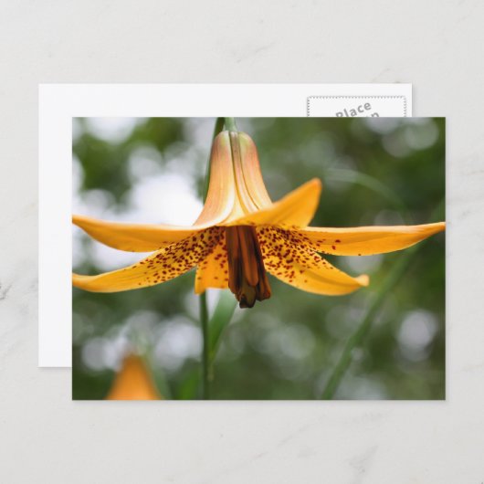 Canadian Lily Flower Photography Personalized ポストカード (正面/裏面)