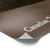 Canadian Marble Fox  ポスター (角)