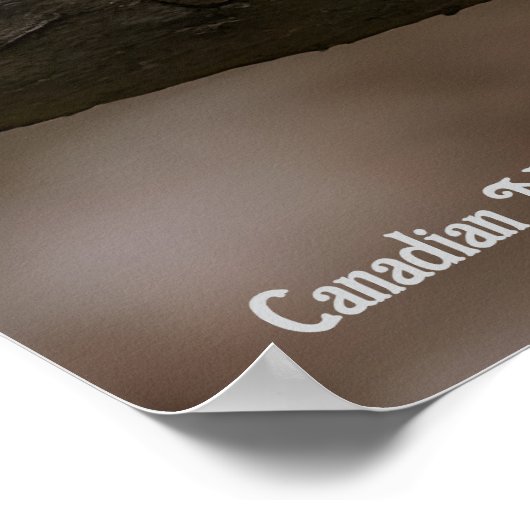 Canadian Marble Fox  ポスター (角)