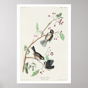 Canadian Titmouse by Audubon Poster ポスター