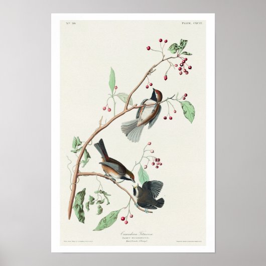 Canadian Titmouse by Audubon Poster ポスター (正面)