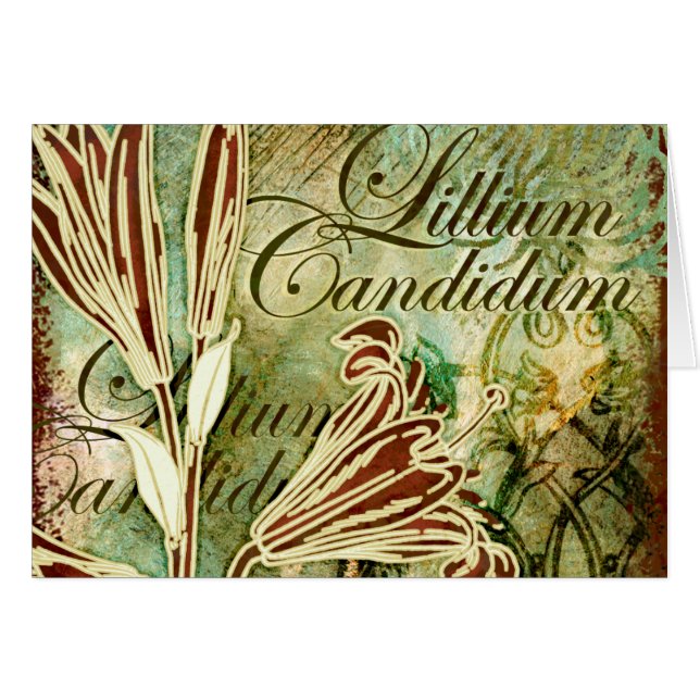 Candidum Lillium (正面横)