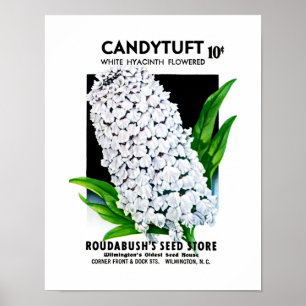 Candytuftの種の包みのラベル ポスター