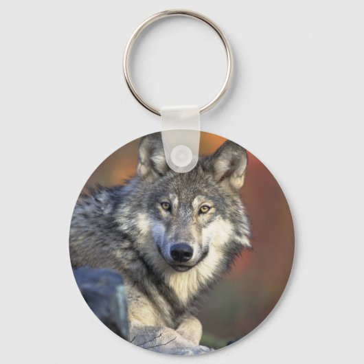 Canis_lupus_Grey Wolf キーホルダー (正面)