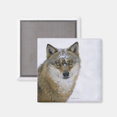 Canis lupus, Looking at Camera,ドイツ,ヨーロッパ マグネット (正面/裏面)
